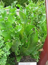 horseradish-wikipedia