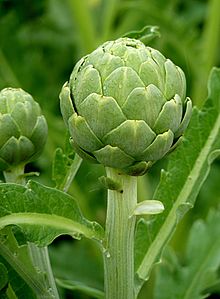 globe artichoke-wikipedia