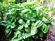 basil-wikipedia