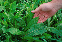 chicory-wikipedia