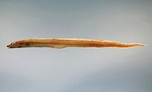conger eel-wikipedia