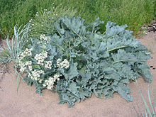 seakale-wikipedia