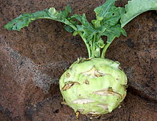 kohlrabi-wikipedia
