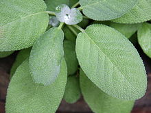 sage-wikipedia