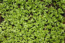 mustard and cress-wikipedia
