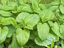balm-wikipedia