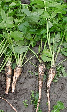 parsnips-wikipedia