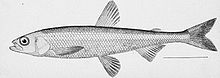 smelt-wikipedia