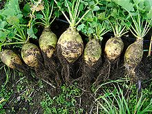 swedes-wikipedia