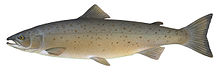 salmon-wikipedia