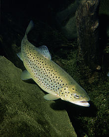 trout-wikipedia"