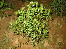 savory-wikipedia