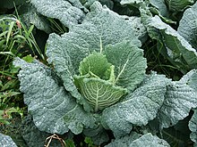 savoy-wikipedia