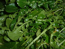 watercress-wikipedia