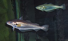 whiting-wikipedia