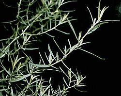 tarragon-wikipedia