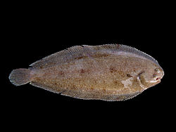 sole-wikipedia