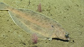 flounder-wikipedia