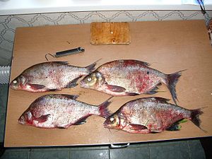bream-wikipedia