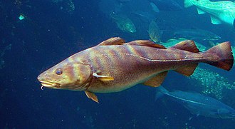 cod-wikipedia