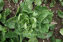 endive-wikipedia