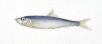 sprat-wikipedia