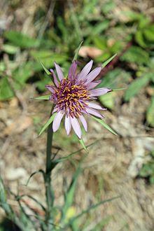 salsify-wikipedia