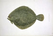 brill-wikipedia