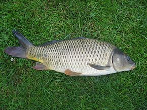 carp-wikipedia