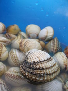 cockles-wikipedia