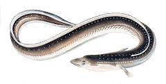 eels-wikipedia