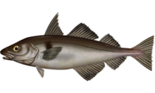 haddock-wikipedia