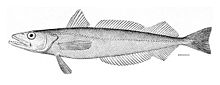 hake-wikipedia