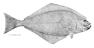 halibut-wikipedia