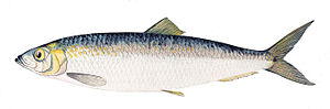 herring-wikipedia