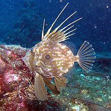 john dory-wikipedia