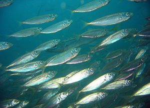 mackerel-wikipedia