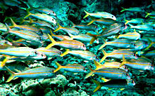red mullet-wikipedia