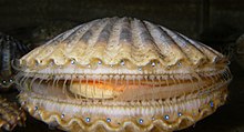 scallops-wikipedia