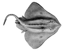 skate-wikipedia"