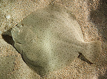 turbot-wkipedia